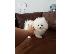 PoulaTo: Pomeranian mini