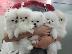 PoulaTo: pomeranian mini