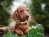 PoulaTo: Dachshund - Ντάτσχουντ