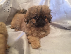 PoulaTo: Pekingese