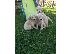 PoulaTo: Disponibili pui jucăuși de Golden Retriever