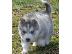 PoulaTo: Εξαιρετικά κουτάβια Husky Siberian