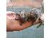PoulaTo: Marmosets Monkeys Διαθέσιμα τώρα