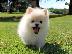 PoulaTo: Γλυκά μικρά Pomeranian Puppies