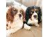 PoulaTo: Διατίθενται κουτάβια Cavalier King Charles Spaniel