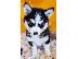 PoulaTo: Pomsky Puppies 1 αρσενικό. 1 θηλυκό διαθέσιμο