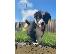 PoulaTo: Border Collie Puppies για υιοθεσία