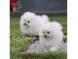 PoulaTo: Δύο φοβερά κουτάβια T-Cup Pomeranian