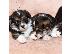 PoulaTo: Κουτάβια Pembroke Welsh Corgi