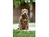 PoulaTo: XL American Bully κουτάβια