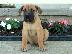 PoulaTo: Κουτάβια Boerboel