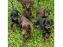 PoulaTo: Διατίθεται κουτάβι Doberman Pinscher