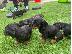 PoulaTo: Χριστούγεννα Dachshund