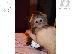 PoulaTo: Ypérochoi píthikoi kapoutsínon kai marmosetón gia doreán yiothétisi