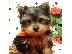 PoulaTo: AKC ΕΓΓΕΓΡΑΜΜΕΝΟ YORKSHIRE TERRIER Κουτάβια