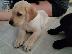 PoulaTo: Λαμπραντορ Ριτριβερ / labrador RETRIEVER-