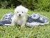 PoulaTo: κουτάβια ψύξης Bichon