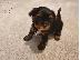 PoulaTo: Μινιατούρα Biewer Yorkshire Terrier