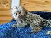 PoulaTo: baby marmoset monkey for 300€