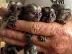 PoulaTo:   baby marmoset για 300 €