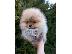 PoulaTo: Pomeranian κουτάβια