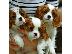 PoulaTo: Κουτάβια Cavalier King Charles Spaniel για υιοθεσία
