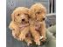 PoulaTo: Beautiful Labrador Puppies