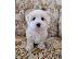 PoulaTo: Coton De Tulear - Κοτόν Ντε Τουλεάρ