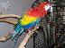 PoulaTo: Scarlet Macaw Parrots