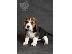 PoulaTo: BEAGLE