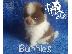 PoulaTo: Beautiful Pomeranian Puppies