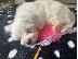PoulaTo: 2 Aristerá koutávia Bichon Máltas,boggle,zebra,Bles,Sky