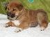 PoulaTo: Shiba Inu Puppy s