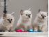PoulaTo: Birman Very affectionate kittens