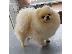 PoulaTo: Pomeranian all kc reg.