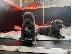 PoulaTo: Όμορφο μπλε Staffordshire Bull Terrier