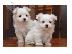 PoulaTo: baby marmoset για 270 €