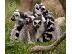 PoulaTo: μωρό marmoset πιθήκου για € 300