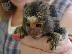 PoulaTo: register marmoset  for 250€