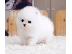 PoulaTo: Σπιτς μινι / pomeranian mini