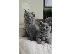 PoulaTo: shorthair kittens for adoption