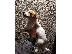 PoulaTo: Jack russell