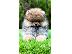 PoulaTo: Αρσενικά Pomeranian (BOO).