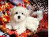 PoulaTo: Αναισθητοποίηση White Teacup Maltese Pup Διαθέσιμο