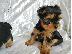 PoulaTo: Τα κουτάβια Yorkshire Terrier R