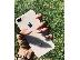 PoulaTo: IPHONE 8 PLUS ROSEGOLD 64GB