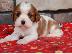 PoulaTo: Κουτάβια Cavalier king charls.Whatsapp/Viber +48785742139