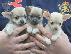PoulaTo: Τσιουάουα Supper Toy (Chihuahua mini)
