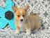 PoulaTo: Όμορφα κουτάβια Pembroke Welsh Corgi