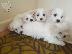 PoulaTo: Δύο κουτάβια Top Class Maltese Available